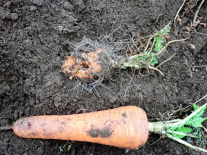 腐った人参が新しく根をたくさん出して生き延び花を咲かせようとしています